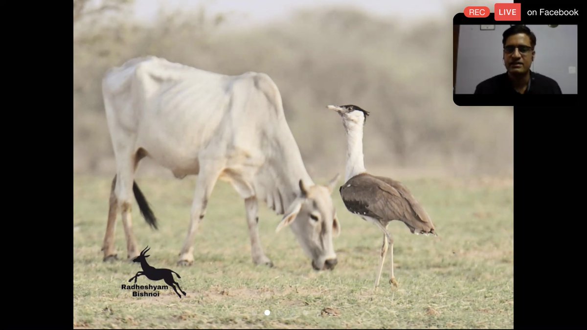 birdsaroundme's tweet photo. Thanks a lot for an excellent, informative talk. It's not just your words, it's your actions & contribution that speaks louder. Thanks @geetanjalidhar for organising.
Please support @sumitdookia @and_ecology in their effort to #SaveGIB donate-share-talk
https://t.co/msCkJ5iRSL https://t.co/n1qCHnWOiZ