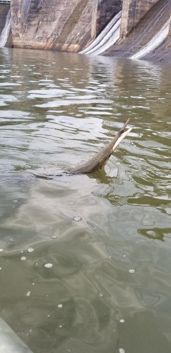<a href="/618Fishing/">Nick</a> first gar ever this morning.I didn't even really hook him. #FortMillDam Rock Hill South Carolina