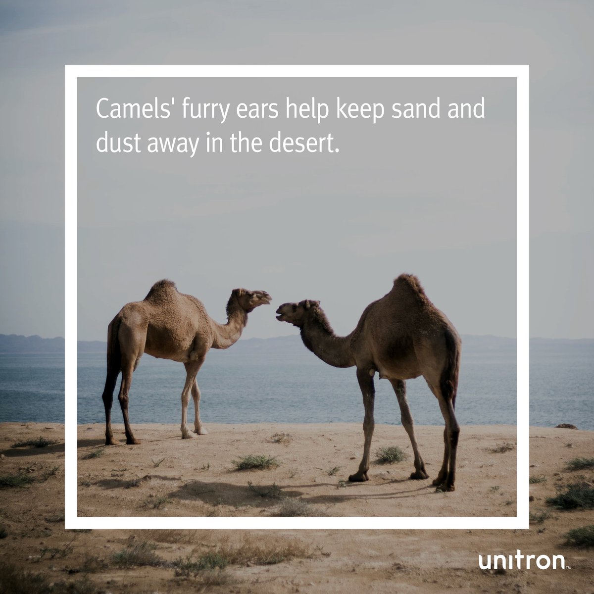 UnitronUS's tweet photo. Similar to how eyelashes keep foreign objects from getting into the eyes, camels have their own defence for their ears and their nose! #FunFact #EarFacts https://t.co/LEFKP41PmC