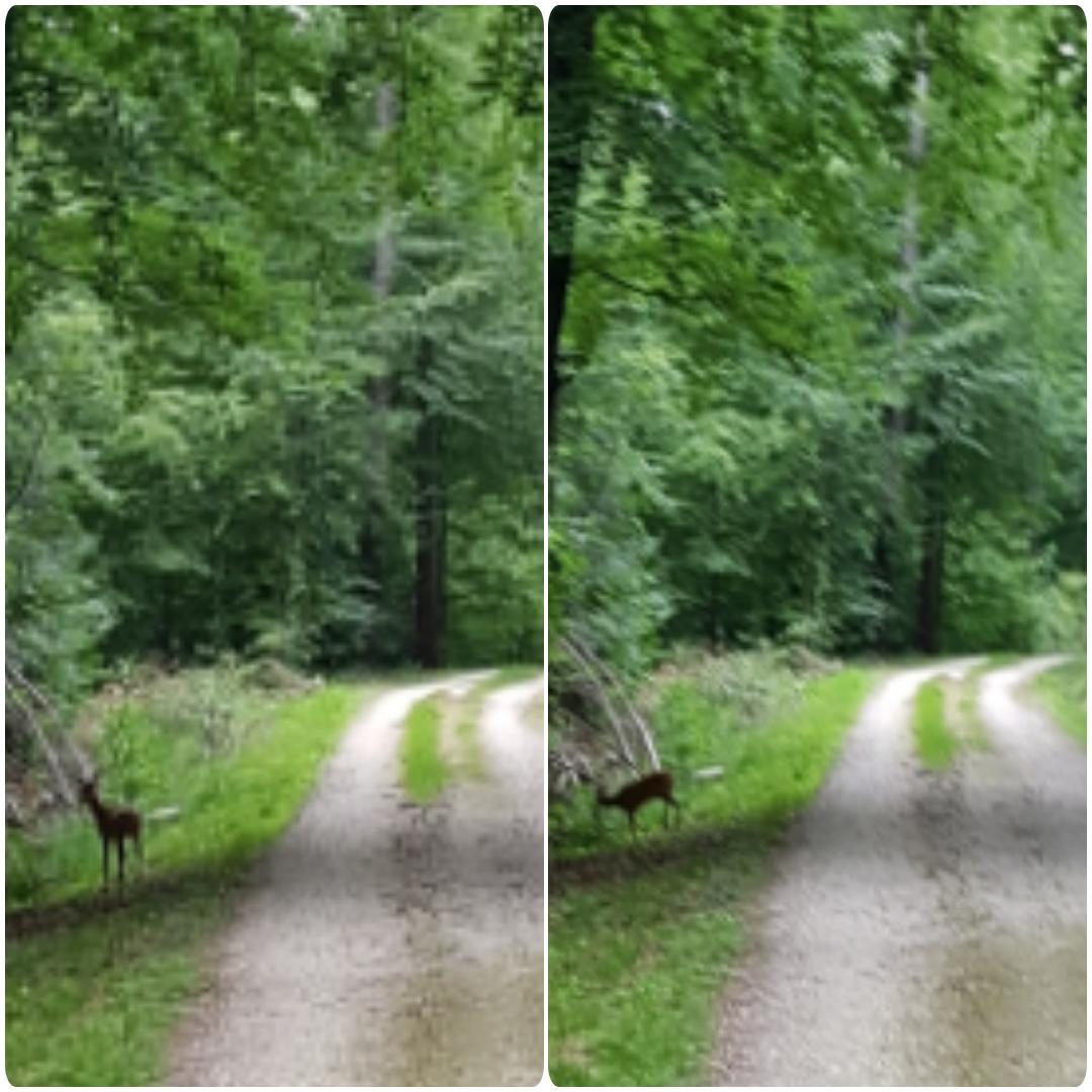 AndiRunning's tweet photo. Heute morgen beim Laufen Bambi gesehen 😍 #RunningFriday https://t.co/PXDJhcKALc