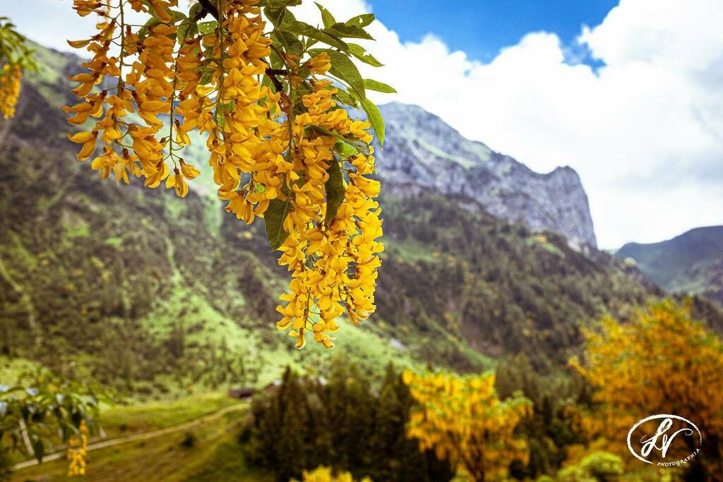 LPhotographia's tweet photo. ~ Yellow flowers ~ 
•
•
•
#valbrembana #roncobello #roncobellolaghigemelli #montagnachepassione #mountains #valbrembanaweb #pro_loco_roncobello #mountainslovers #landscape #visitvalbrembana #lombardia #lombardia_bestphoto #lombardia_super_pics #bergamo #flower_beauties_ #flo… https://t.co/tsJkOUnoEg