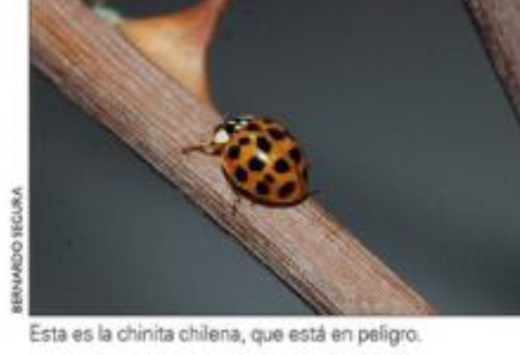 Sinerrata tweet media