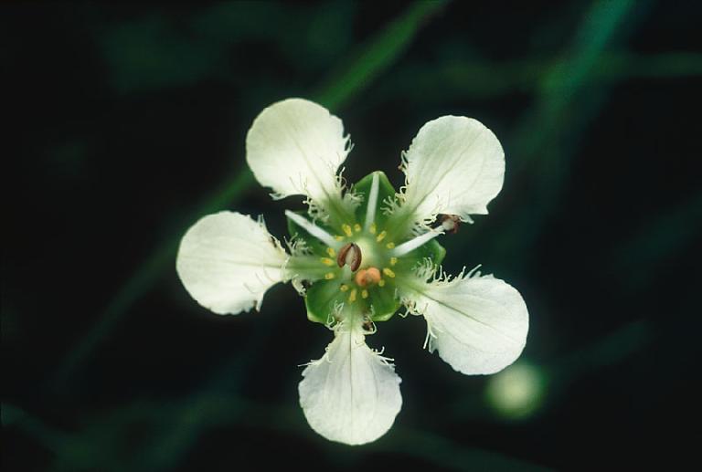 DeepakKGhosh1's tweet photo. Presenting ERC Flora Digest! 
Family Celastrsceae. Flora Parnessia weightiiana. A flora of Darjeeling himalayas and foothills

For details; reach us at info@ercg.in

#savetheplanet  #flora #biodiversity #digest  #ercfoundation #ercgroup
https://t.co/0PUexsBBXn https://t.co/86VquOEgJm
