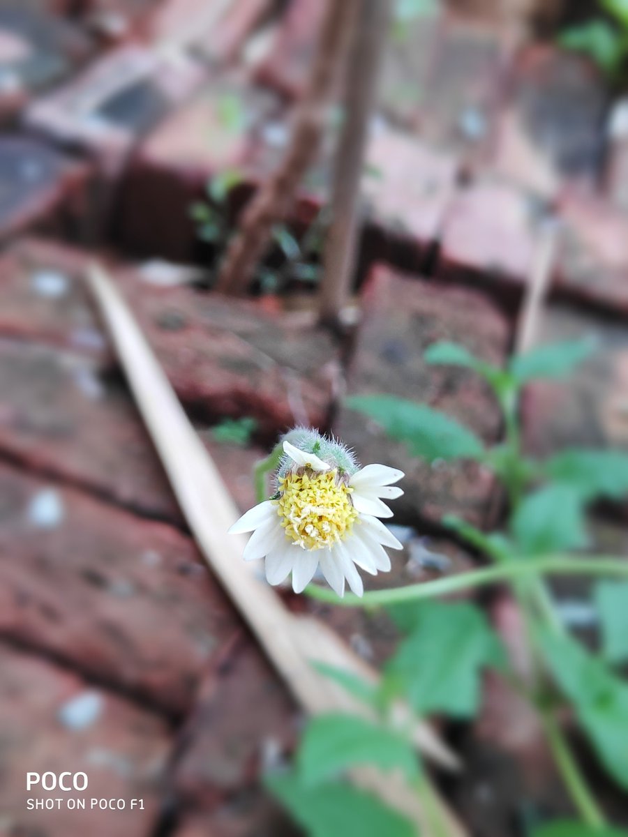 KalyaniMuktevi's tweet image. #tridax #daisy #coatbutton #weed #TwitterNatureCommunity