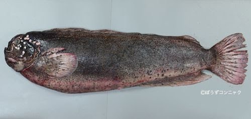 博多駅前 根室花まるにボウズ銀宝ってのが結構いい値段であって 天ぷら種最強クラスのギンポ の一種がと思いきや 検索したら化け物みたいなのが出てきて注文を諦めた 白いフニャフニャ系ぽかったし ギンポを刺身で食っても絶対美味くないし