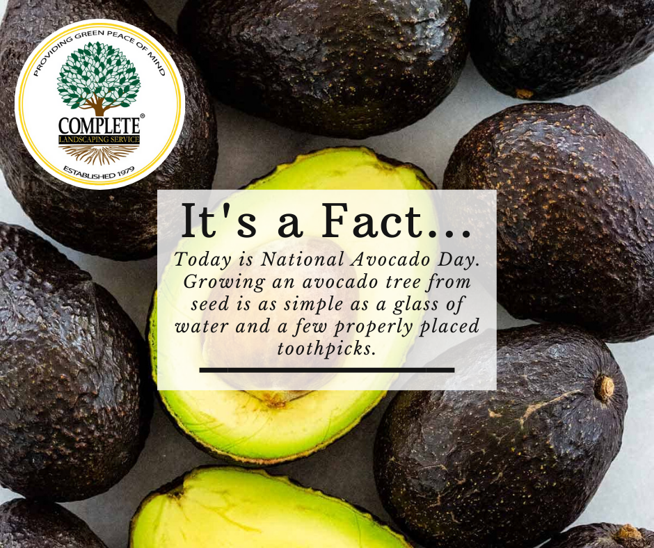 It's #funfactFriady!  Bringing you interesting facts about nature and landscaping.  #greenpeaceofmind