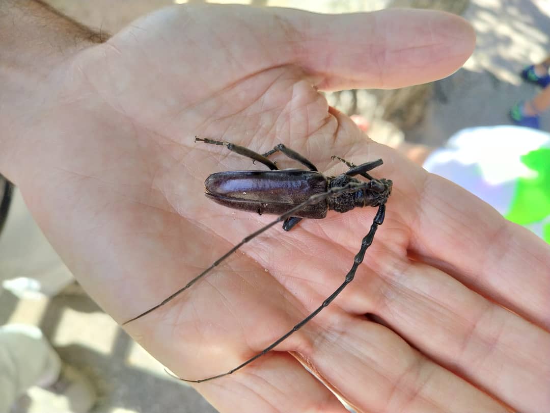 AquilaNatura's tweet photo. ¡¡¡Qué bien hemos acabado la semana en #Forfoleda!!!
Hemos seguido sumando Naturaleza, experiencias y mucha diversión.
#veranoconamigos https://t.co/7EmU48eKe8