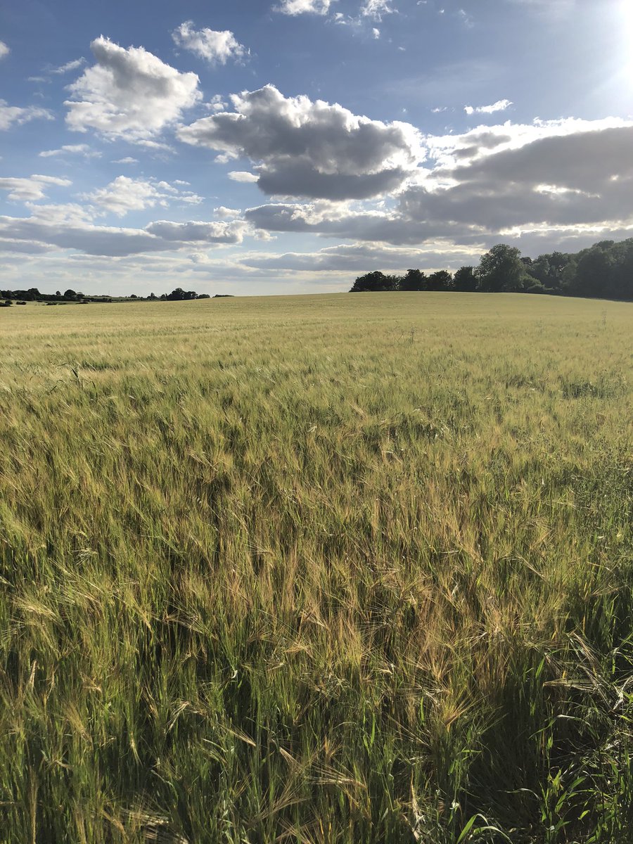 cotgraveroad's tweet photo. Anyone know what happened to the right of way footpath running from Little Lane in Tollerton? The OS map and sat images show it: but this year it is  ploughed and crops growing. @NottsCC @Rushcliffe can it be  reinstated? https://t.co/SnLr13qof3