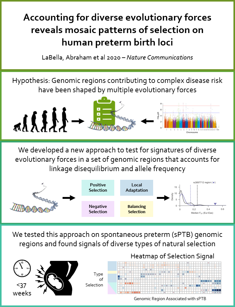 Capra Lab tweet media