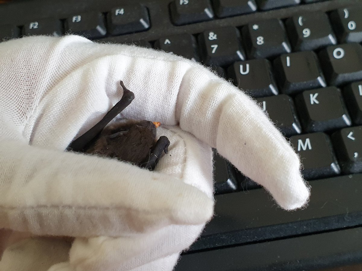 She's helping me write a bat report in between mouths of mealworms