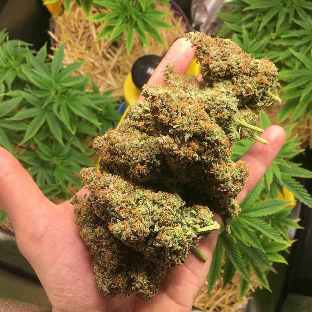 Canabis4207's tweet photo. Mon premier poste ici je veux que sa sois une penser pour Antonin qui est parti il y a bientot un an...
Cette image est atrosse mes elle nous rappelle qu'il est facile de ce faire avoire par des dealer
#antiweed #weed #marijuana #cannabis #dealer  
Snapchat: plug kili https://t.co/tDBfAA2S0r