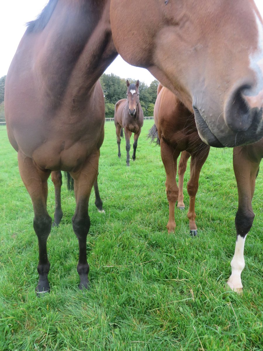 L_kirky's tweet photo. Happy retirement lovely boy! My first winner with @kirkspinney Thank you for the best of times @MprUpdates @rogerfell22 @axeltramp @racinggraham44 #gosoupy #goodluck #heartface https://t.co/04nRfNdqpz