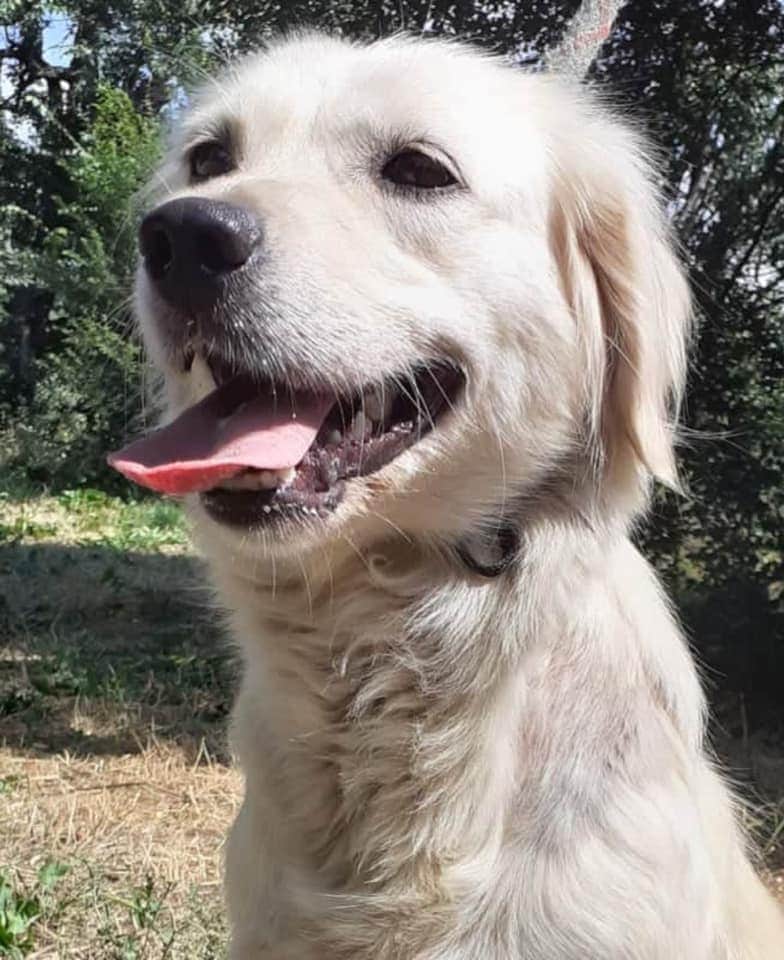 second chance goldens