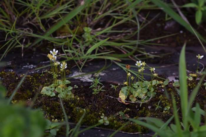 DeepakKGhosh1's tweet photo. Presenting ERC Flora Digest! 
Family Celastrsceae. Flora Parnessia mysoreensis. A flora of Darjeeling himalayas and foothills

For details; reach us atu info@ercg.in

#savetheplanet  #flora #biodiversity #digest  #ercfoundation #ercgroup
https://t.co/0PUexsBBXn https://t.co/Bk6DOlIaZ2
