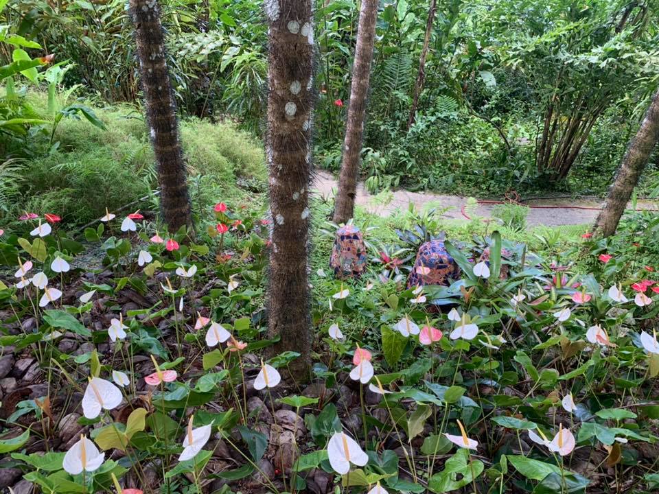 Macau Palm, toothpick palm - indigenous to Barbados.