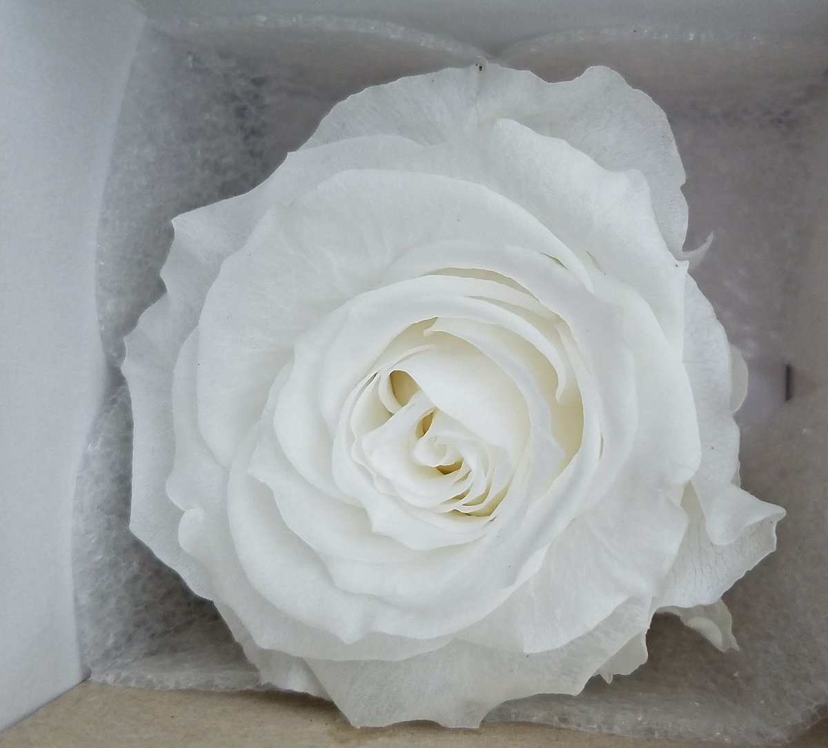 endlessblossoms's tweet photo. On sale now: White Preserved roses by Verdissimo https://t.co/AoRWtQkhNU #foreverroses #eternalroses #infinityroses #acrylicboxes #preservedflower #floralsupplies #preservedroses #preservedrose #ecuadorianroses #whitepreservedrose #whitebridalrose #wholesalepreserroses https://t.co/gym2PWk19z