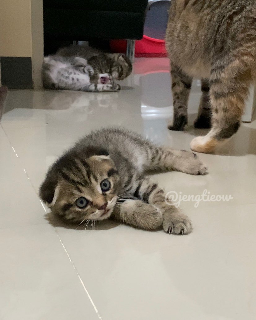 พี่เจ๋งน้องเตี๋ยวไม่ตีกันสิลูกกก tweet media