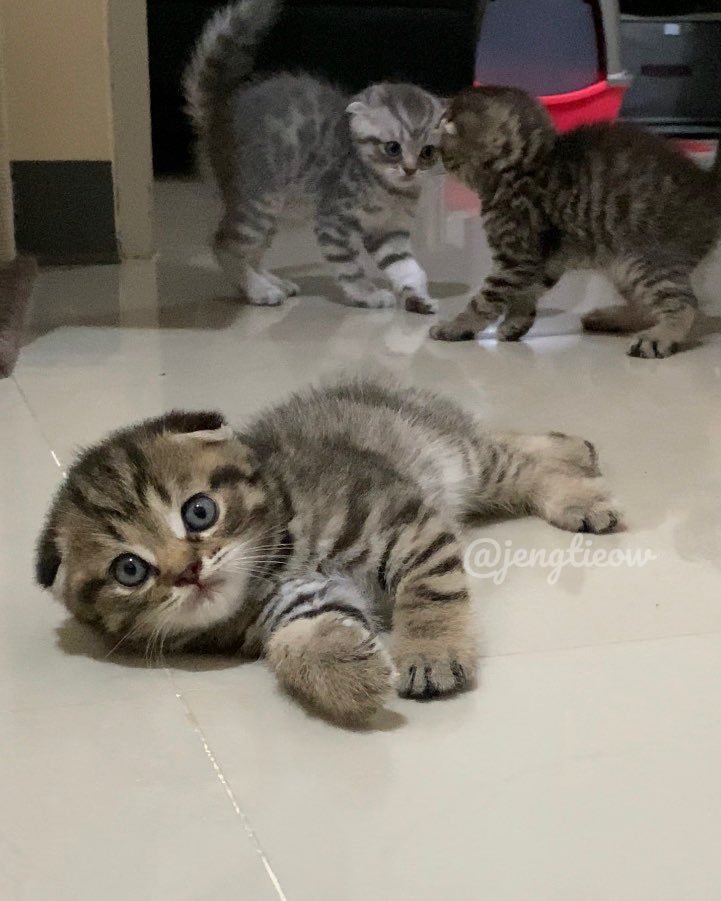 พี่เจ๋งน้องเตี๋ยวไม่ตีกันสิลูกกก tweet media