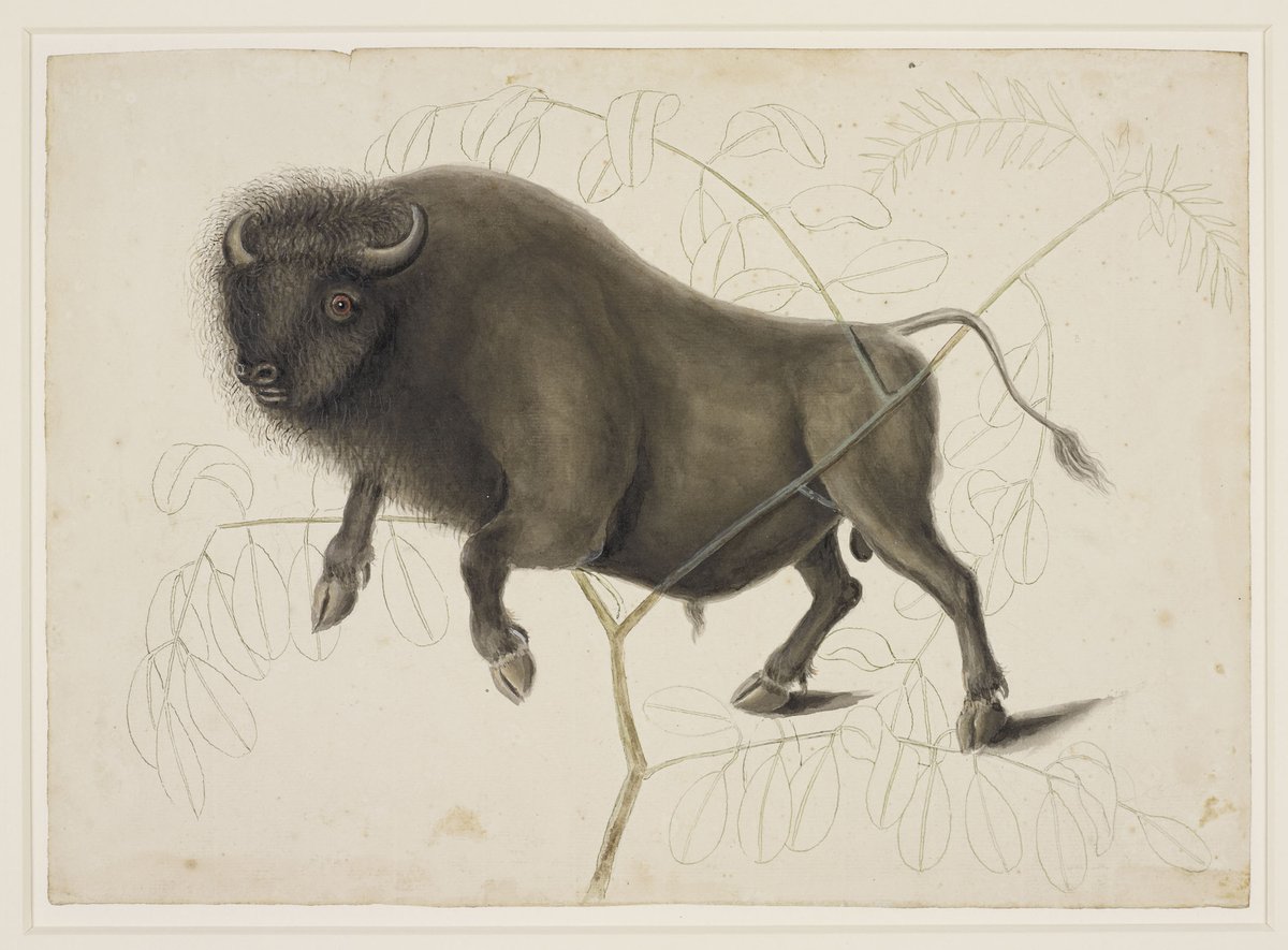 HistoryCenter's tweet photo. This fanciful depiction of a buffalo by 18th-century naturalist Mark Catesby represents the magnificent creatures that once frequented the brackish salt springs on the Ohio River. (Image courtesy of the Royal Collection Trust.) #FortPittFriday https://t.co/qsoUxnDjJ7