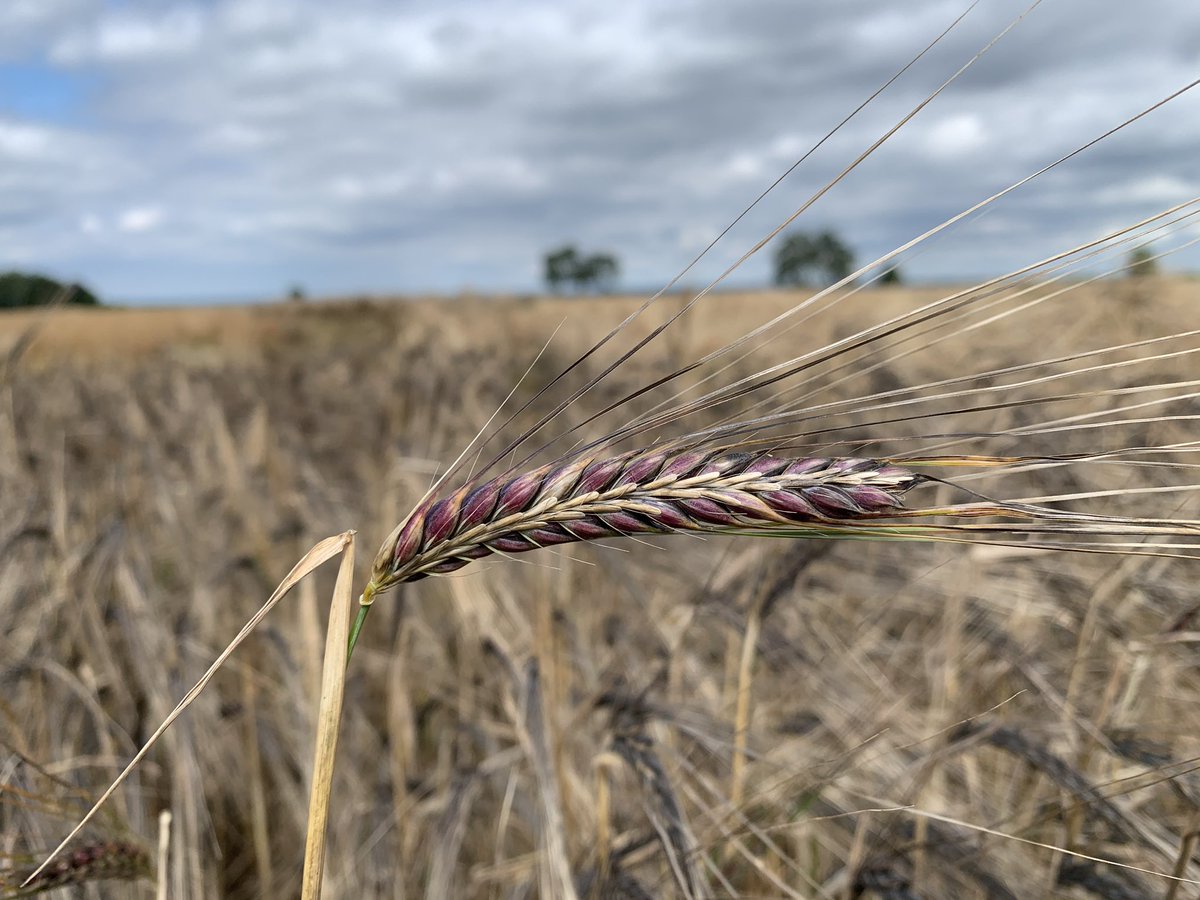 PeterSmithAg's tweet photo. Purple naked barley taking on great colouration in the Lincolnshire trials @AgriiUK @GBSeeds https://t.co/pg7g3eUgLr