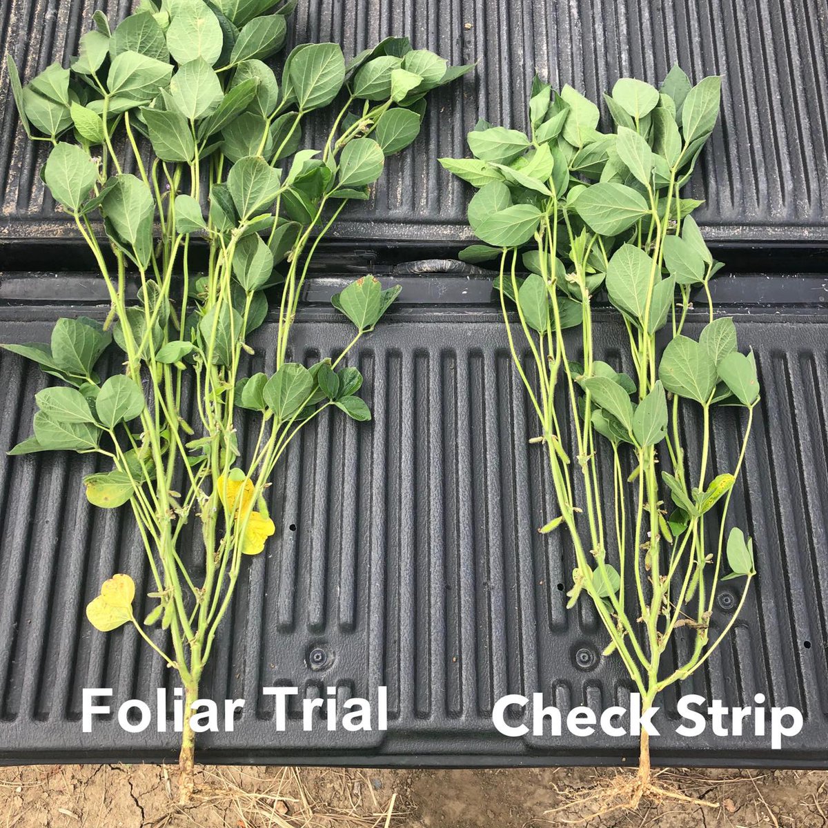 XtremeAgFarming's tweet photo. One of the five foliar application trials Kelly is running this year on his soybean plots. Wanna know the results so u can apply on your crop? Join https://t.co/dbZWk5eKSy #howtofarm #farming https://t.co/DjhwYsRuE0