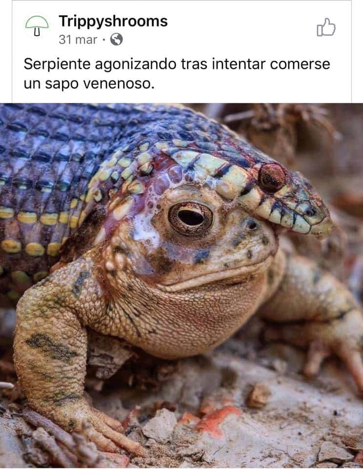 muymainstream's tweet photo. Abro hilo de las mejores respuestas que ví de esta increíble noticia. https://t.co/KNOFDIXABg