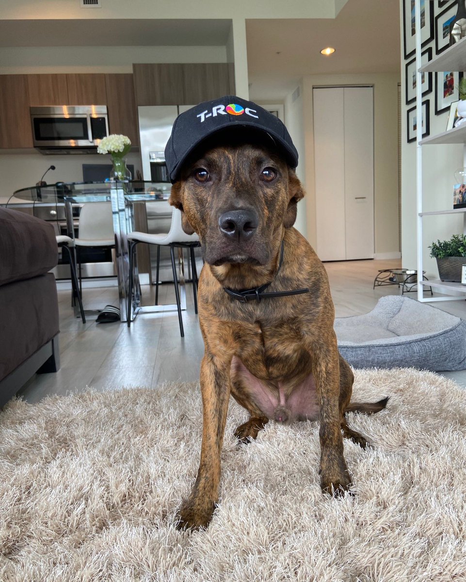 TROCGlobal's tweet photo. Can't wait for the weekend, life is WOOF! 🐶🐾❤️ You thought only our employees had #TROCPride? Guess again! Our #pets do too, right Brody? He's so proud to be part of the #TROCNation. 🤩 #LifeatTROC https://t.co/DoWZtISubU