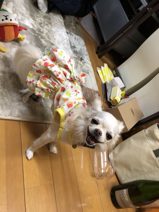 先日の女子会にて🍺 それにしても、笑顔が、ホラー並に怖いっ💧 #女子会 #チワワ  #愛犬 https://t.co/okNiyXPZYR<a href="/tag/%E5%A5%B3%E5%AD%90%E4%BC%9A"class="tags">#女子会</a><a href="/tag/%E3%83%81%E3%83%AF%E3%83%AF"class="tags">#チワワ</a><a href="/tag/%E6%84%9B%E7%8A%AC"class="tags">#愛犬</a>