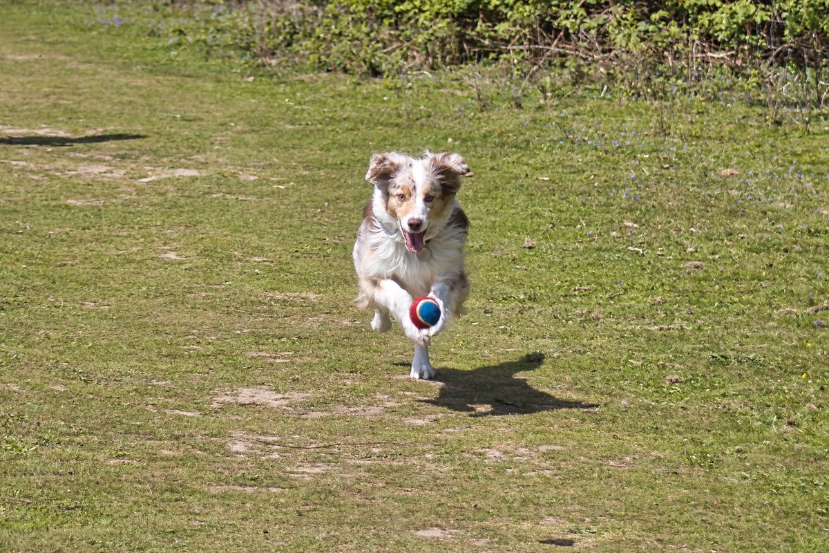 PawzitiveP's tweet photo. @yourdog https://t.co/M9ChxpYnlh