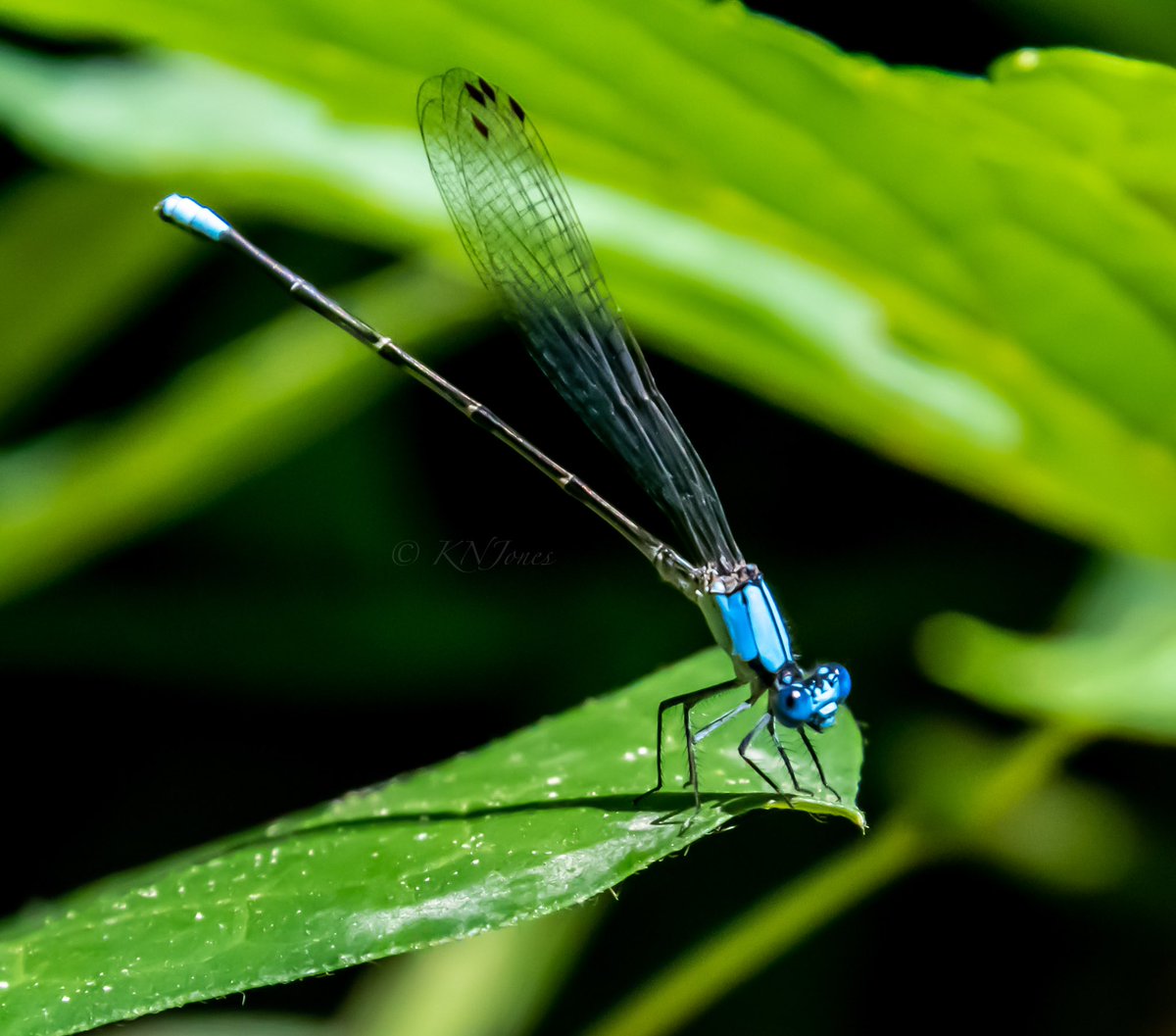 Summer in N. America and many flying insects have emerged for mating! 2 groups you may see near water are dragonflies like the halloween pennant (left) and damselflies like bluets (right). Comparatively, damselflies have slimmer bodies and smaller eyes w/more separation b/w them.