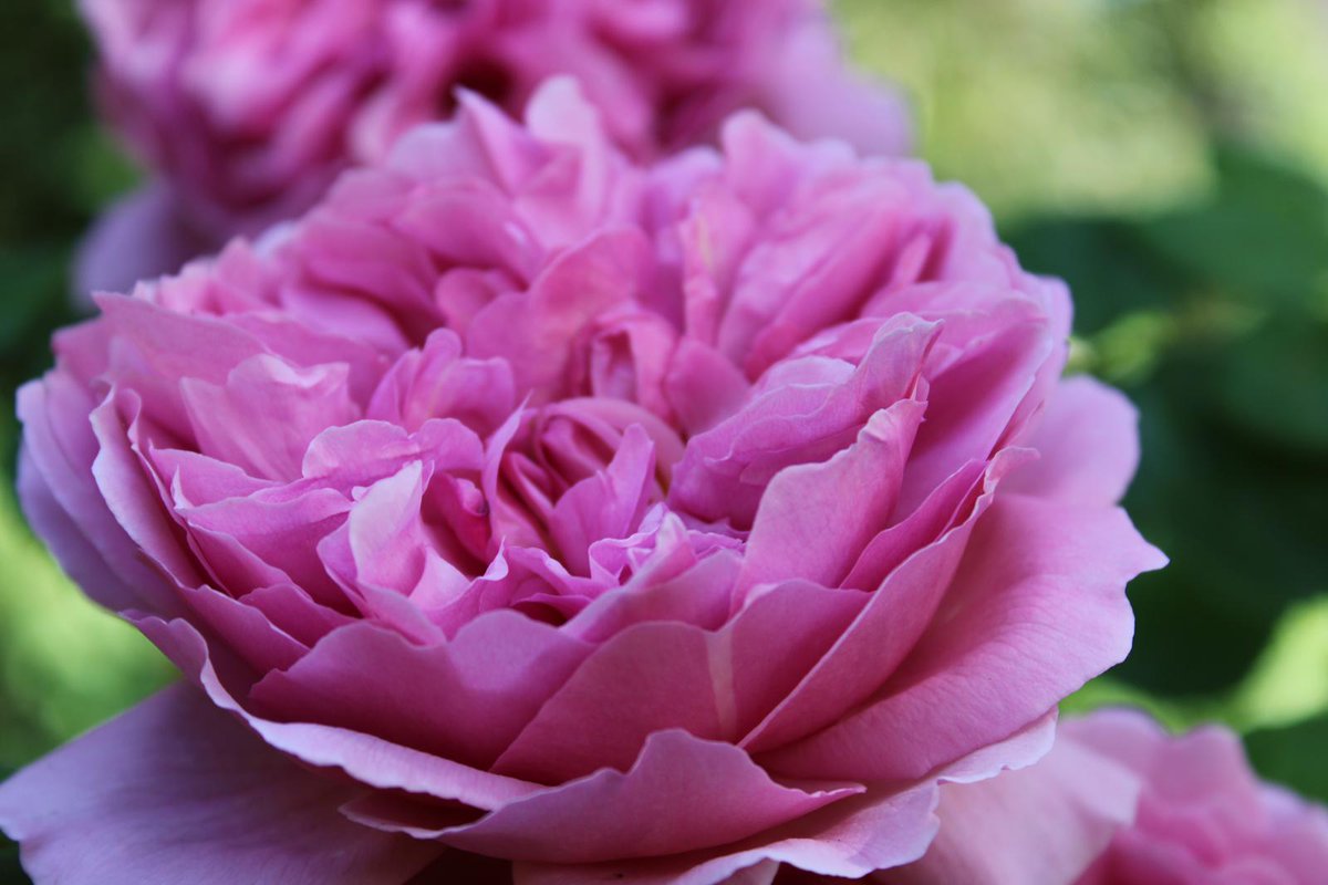 We're hiring, looking for a part-time gardener, Oxfordshire area, DM me if you interested and I can give you more details, RT's appreciated, thank you #looking #gardener