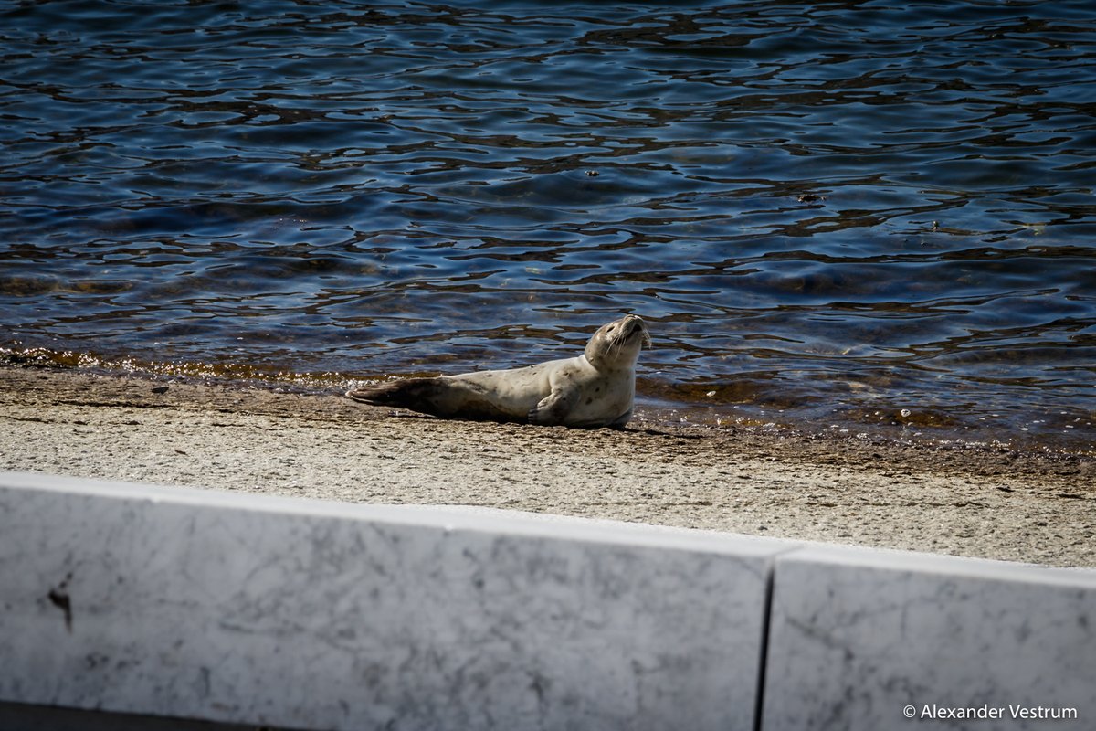 avestrum's tweet image. En "selsom" opplevelse ved Operaen i dag. #operaen #sel #selsomt #osloilder