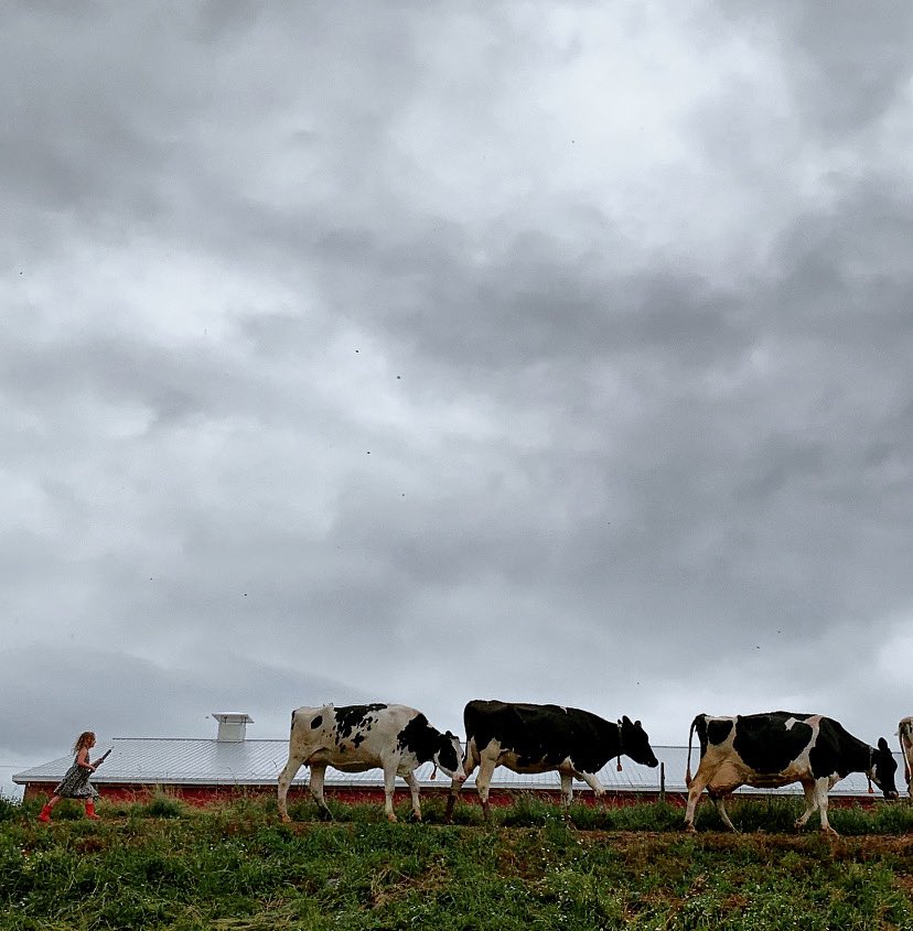 Farm girl getting the cows in last night wearing her dress and rubber boots <a href="/HolsteinCanada/">Holstein Canada</a>