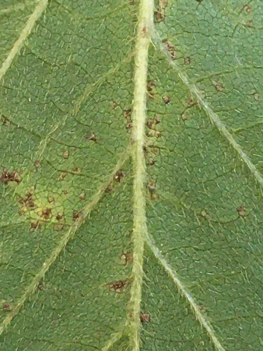 First confirmed detection of soybean rust on soybean this year in Gadsden Co., FL. Verified microscopically. Soybeans look healthy from a distance so be sure to inspect closely. Be prepared to take action <a href="/UFIFASPeanut/">Ethan Carter</a> <a href="/bobkemerait/">Bob Kemerait</a> <a href="/jennbearden/">Jennifer Bearden</a> photo credit: Kelly O’Brien