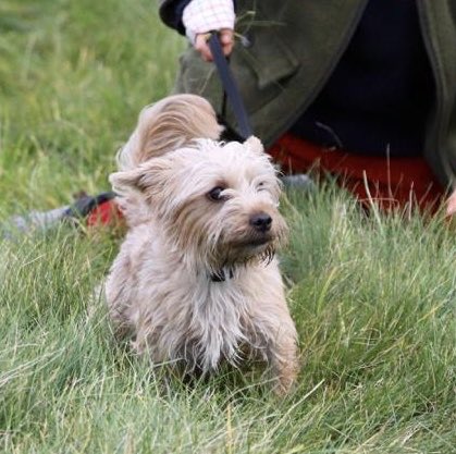 sarahlhendo's tweet photo. Missing/lost from @sevenbarrows 8am 24/7/2020 please contact me if you have any info.
Olive.... small, skinny hairy terrier. A very friendly, kind family dog. My sister &amp; her family are extremely worried &amp; sad. https://t.co/Uxzi5uBwTp