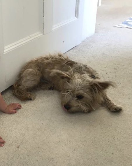 sarahlhendo's tweet photo. Missing/lost from @sevenbarrows 8am 24/7/2020 please contact me if you have any info.
Olive.... small, skinny hairy terrier. A very friendly, kind family dog. My sister &amp; her family are extremely worried &amp; sad. https://t.co/Uxzi5uBwTp