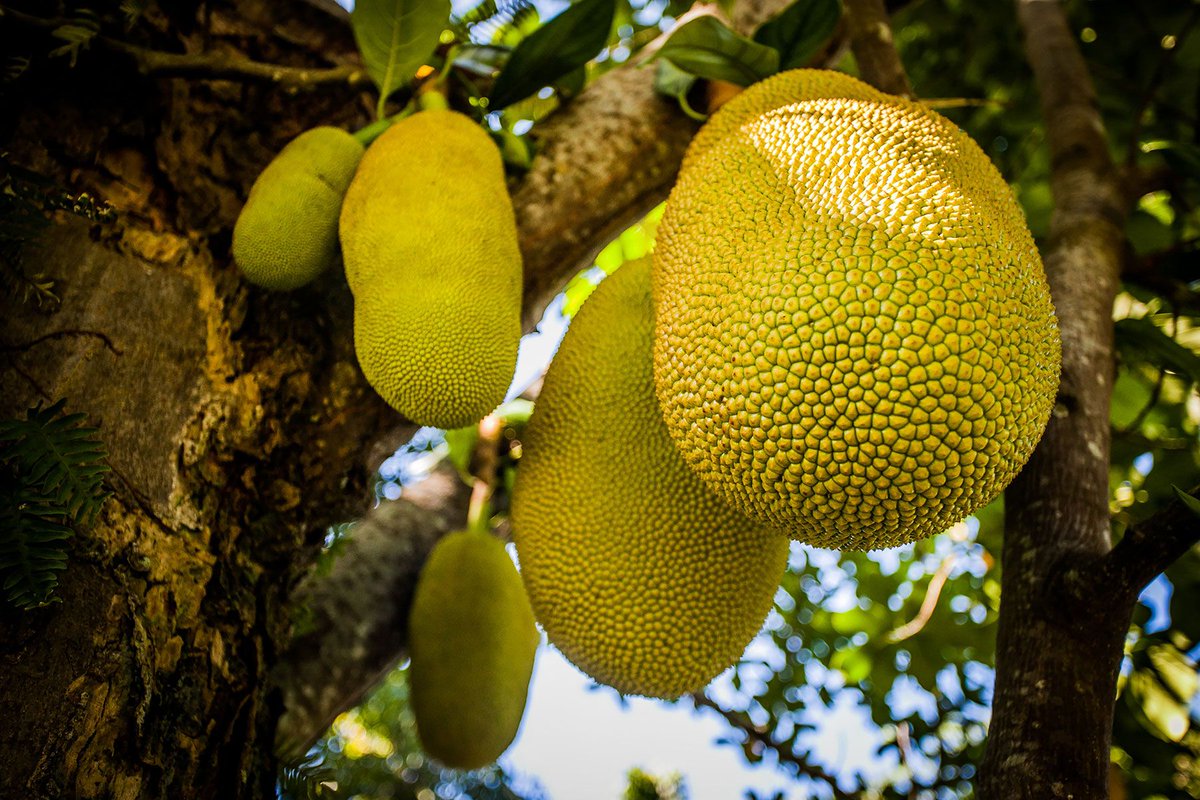 Jackfruit is an obvious choice for vegan burgers, with its flesh the consistency of pork and a neutral taste that absorbs the flavor of sauces and seasonings. The fruit itself can weigh 55kg, or 120lbs. 

(Artocarpus heterophyllus)