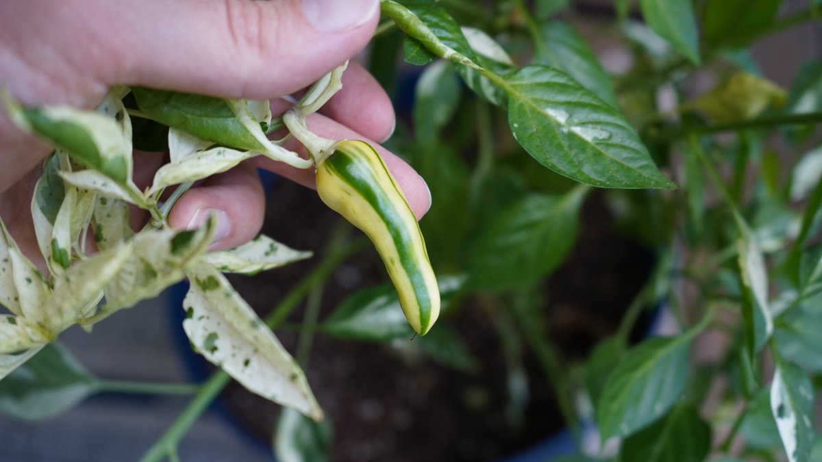 pepper_geek's tweet photo. Plenty of pretty fish peppers in the sea... err plant 🌶 #garden #pepper #fishpepper #homegrown #plants #chilies https://t.co/Q8VZ9j8gSQ