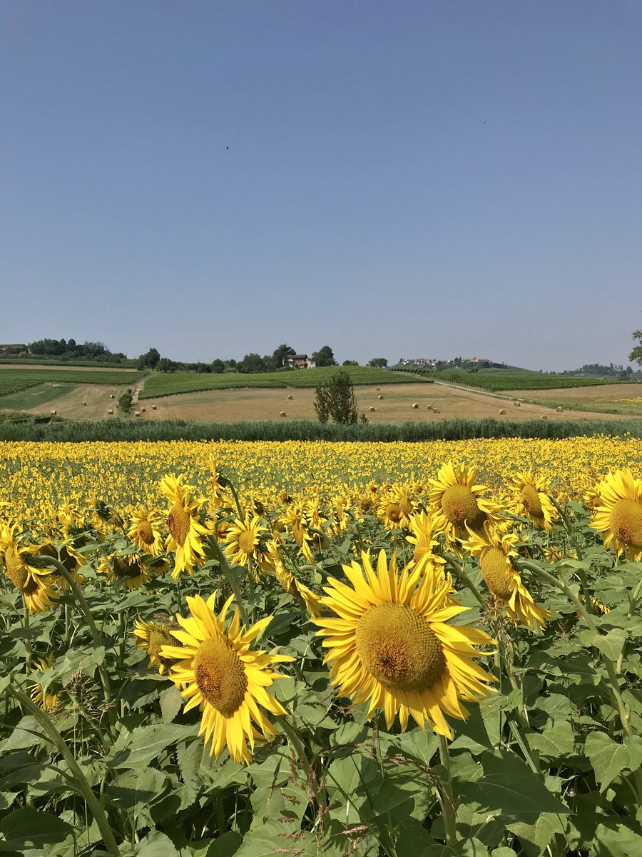 Summer 🌻

<a href="/LetsVisit_Net/">Let's Visit Network</a> &amp; @LsV_LM 

#Monferrato #Piemonte #Italy