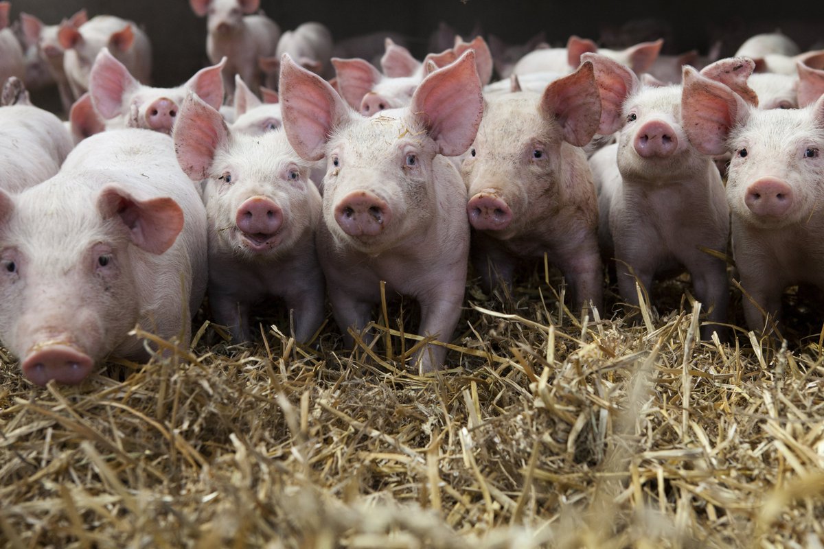 OldFashionPork's tweet photo. Raising pigs that are happy, healthy and productive. #GAPCertified #animalwellbeing #healthypigs #OFP #OldFashionPork https://t.co/5QNhcBkvbU