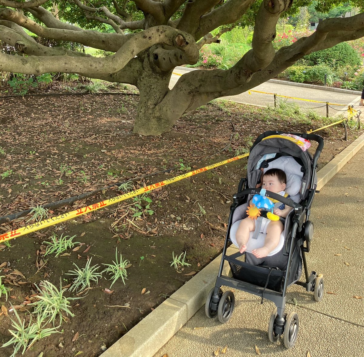 rmfather's tweet photo. （に、ニラが生えてる）

#離乳食にはまだ早い #山下公園 https://t.co/89kxXiwmgb