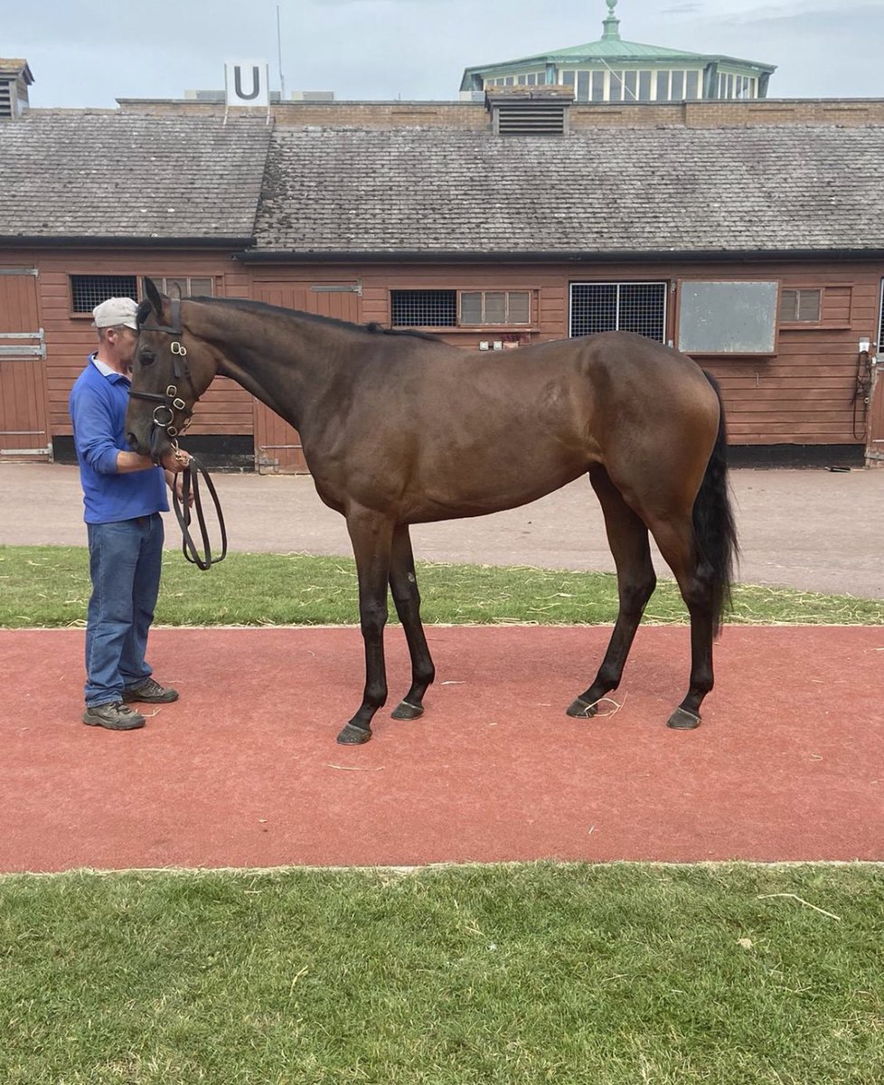 Max Pimlott (@maxpimlott23) on Twitter photo “The Sedberghian” purchased this morning @tatts_ireland goes in training with <a href="/ojpimlott7/">Ollie Pimlott</a>. <a href="/sedberghcricket/">Sedbergh Cricket</a> <a href="/sedberghsport/">Sedbergh Sport</a> <a href="/Sed_Sedgwick/">Sedgwick House</a> <a href="/Sed_PowellHouse/">Powell House</a> <a href="/JSimpsonDaniel/">James Simpson-Daniel</a> @JollyRacingLtd <a href="/racingblogger/">Stephen R Power</a> <a href="/willcarling/">Will Carling</a> <a href="/MJLH16/">Matthew Hall</a> “The Sedberghian” purchased this morning @tatts_ireland goes in training with <a href="/ojpimlott7/">Ollie Pimlott</a>. <a href="/sedberghcricket/">Sedbergh Cricket</a> <a href="/sedberghsport/">Sedbergh Sport</a> <a href="/Sed_Sedgwick/">Sedgwick House</a> <a href="/Sed_PowellHouse/">Powell House</a> <a href="/JSimpsonDaniel/">James Simpson-Daniel</a> @JollyRacingLtd <a href="/racingblogger/">Stephen R Power</a> <a href="/willcarling/">Will Carling</a> <a href="/MJLH16/">Matthew Hall</a>