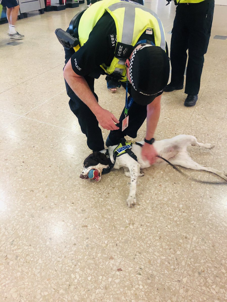 PD Dottie was getting lots of attention  @bhx_official  @BHX_Police today.   #meetwmpdogs  @WMPDogs