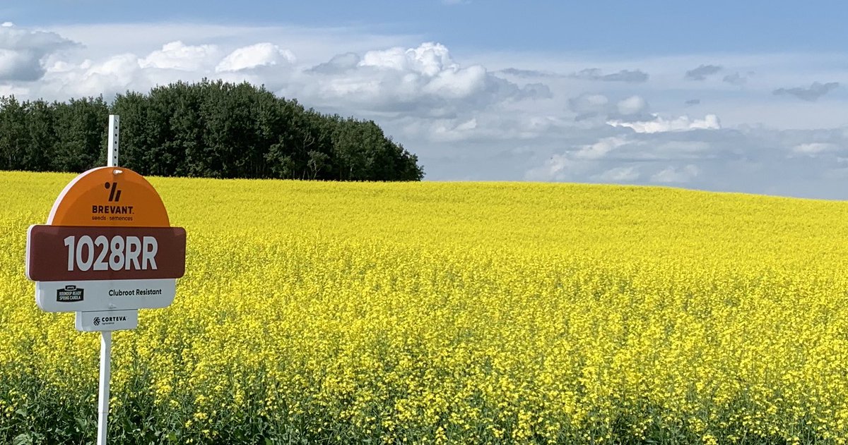 When a retail calls and says “you got to come see this canola crop and bring a sign” ....😍😍😍! A Brevant for Nexera Contract Beauty!  <a href="/BrevantSeedsCA/">Brevant seeds Canada</a>