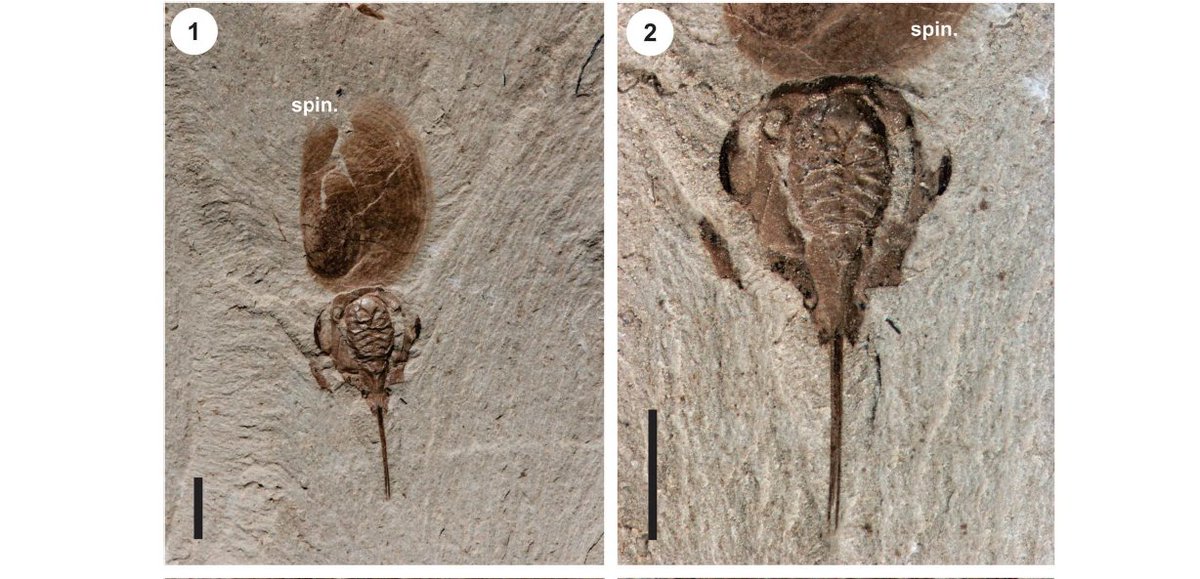 Luego de un largo año de trabajo, intentando encontrarle afinidad taxonómica a estos 'bichejos' salió publicado nuestro manuscrito "An enigmatic Arthropoda from the Upper Triassic (Carnian) SW Gondwana (Argentina)" [+]