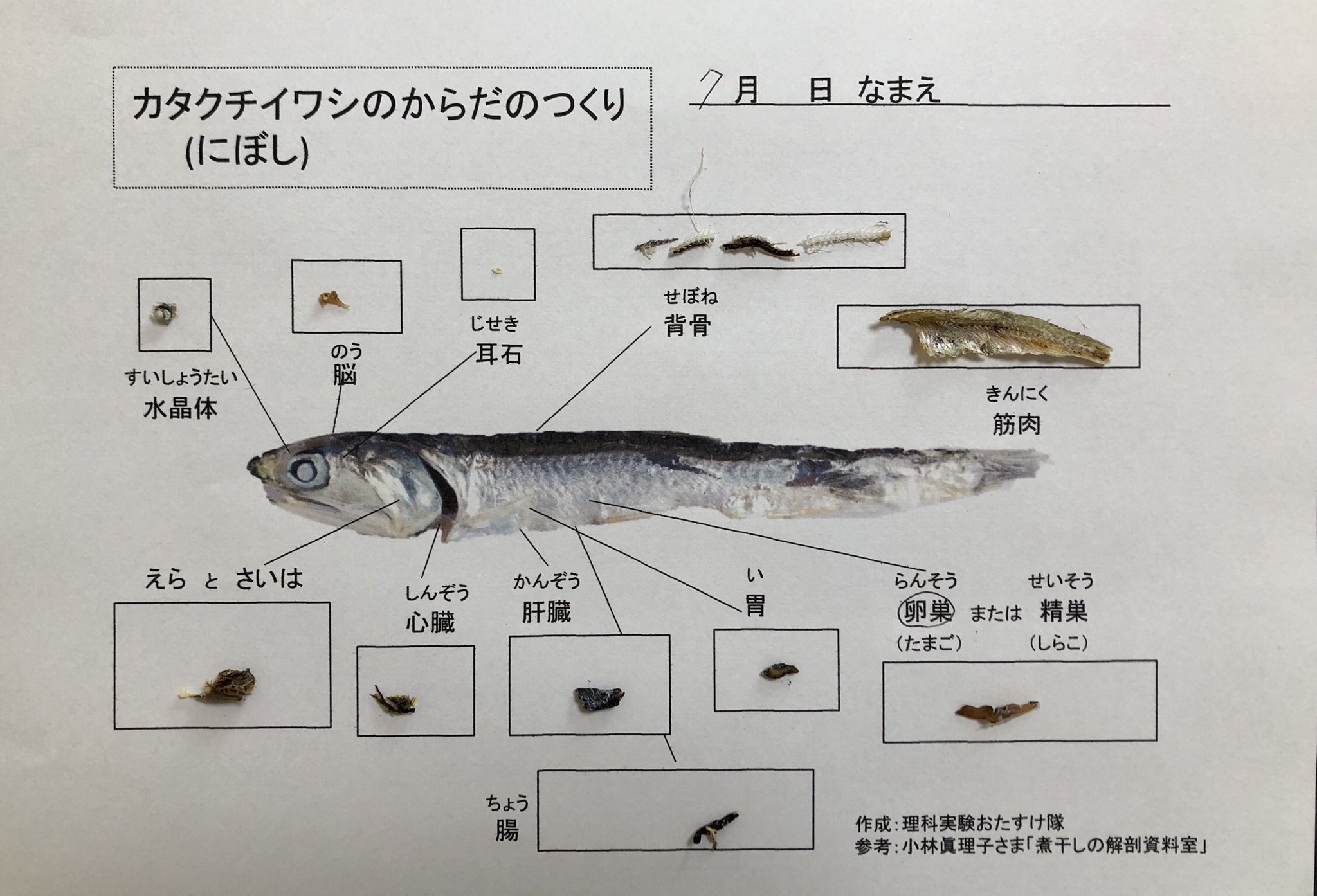 Twitter 上的 理科実験おたすけ隊 にぼしの解剖で確認できる体のつくりは以上です 最後に質問です にぼしの解剖で確認した臓器の中で 私たちの体の中には無いものがあります それは何でしょうか T Co Cfktqbtmbb Twitter