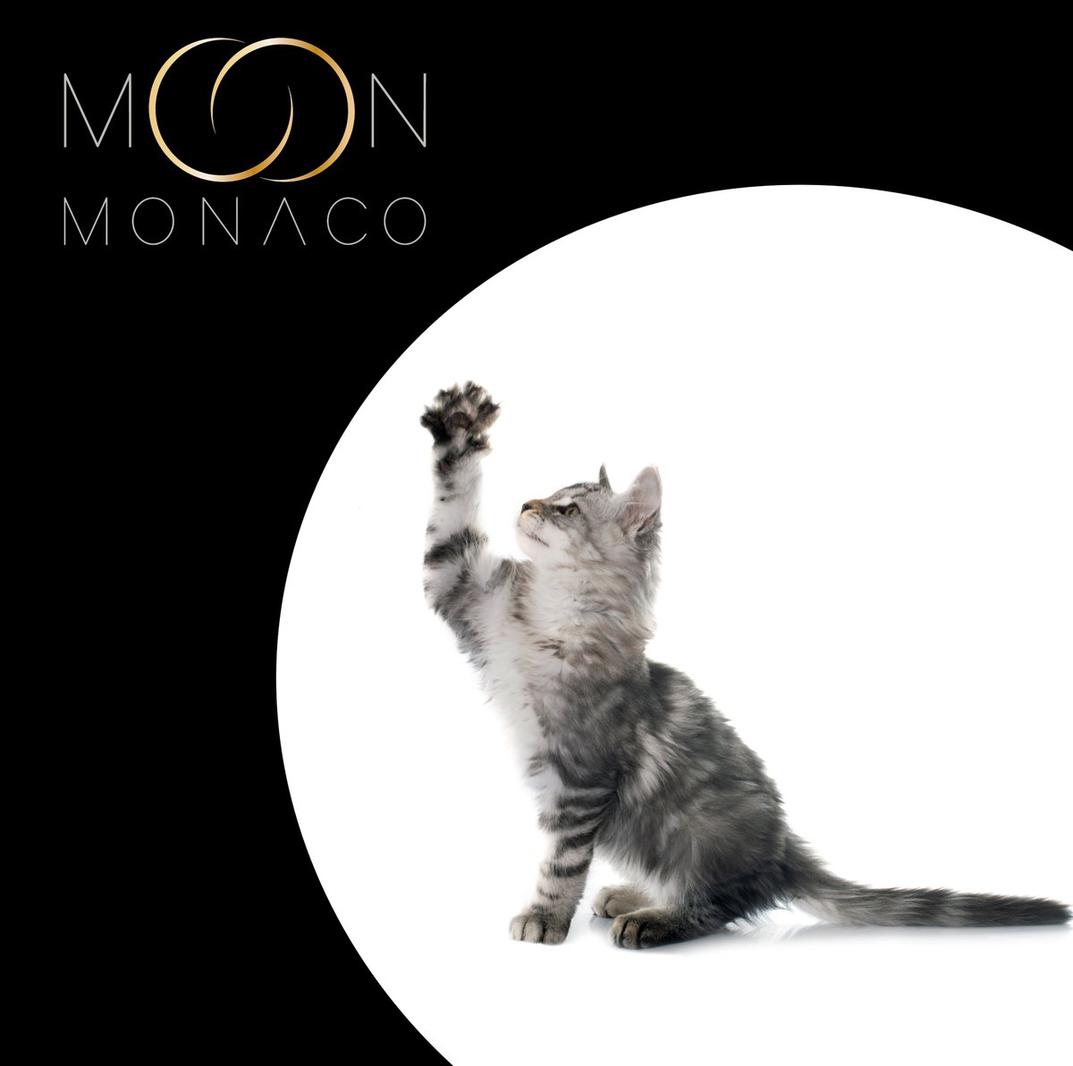 moon_monaco's tweet photo. #FeelGoodInstant #StaySafe
#CatsOfTwitter #CatLovers #FashionForPets #MoonMonaco #FineJewelleryForPets #Gold #18CaratGold #NewCollection #Celestial #Monaco #MadeinMonaco #Design #cat #kitten #mainecoon #Newcollection #Notforhumans #Artisan #Artisanmade #Durablephotoshoot https://t.co/ZjFM2cFHhm