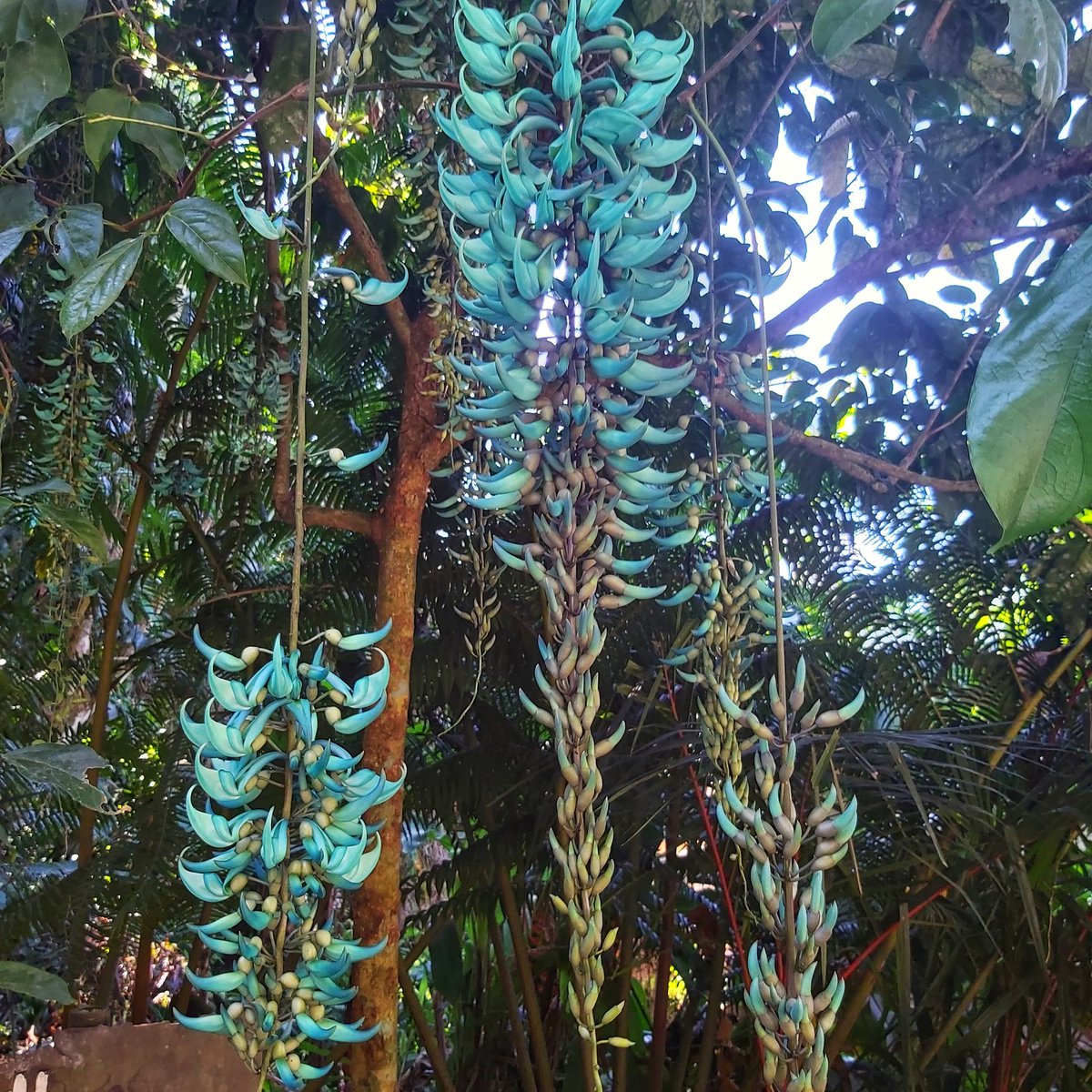 rollfeedoodle's tweet photo. Jade vine - such a beautiful gift from nature.
It is called Tayabak in Filipino, the plant that we see at the back of the new 5-peso coin.
#JadeVine #Jade #Vine #ForestPlant #Makiling #JadeColor #Biodiversity #Tayabak #Strongylodonmacrobotrys https://t.co/kgdkImQHuw