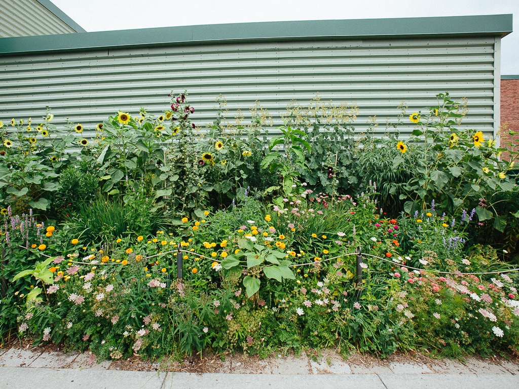 passthepistil's tweet photo. Came across this pollinator garden outside @CityMarketCoop -- just think of the positive impact if these types of plantings are normalized and around every corner? We'd have a far better chance of connecting living greenways, for sure. Plus they're inviting for people too. 🙂 https://t.co/nie2annTai