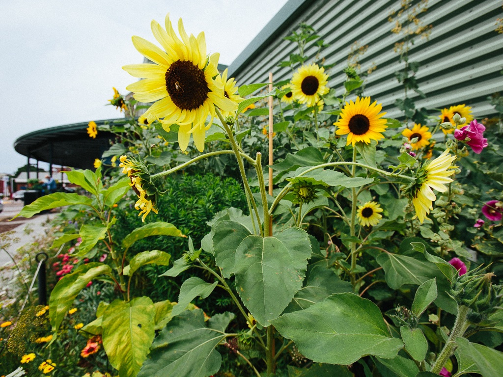 passthepistil's tweet photo. Came across this pollinator garden outside @CityMarketCoop -- just think of the positive impact if these types of plantings are normalized and around every corner? We'd have a far better chance of connecting living greenways, for sure. Plus they're inviting for people too. 🙂 https://t.co/nie2annTai
